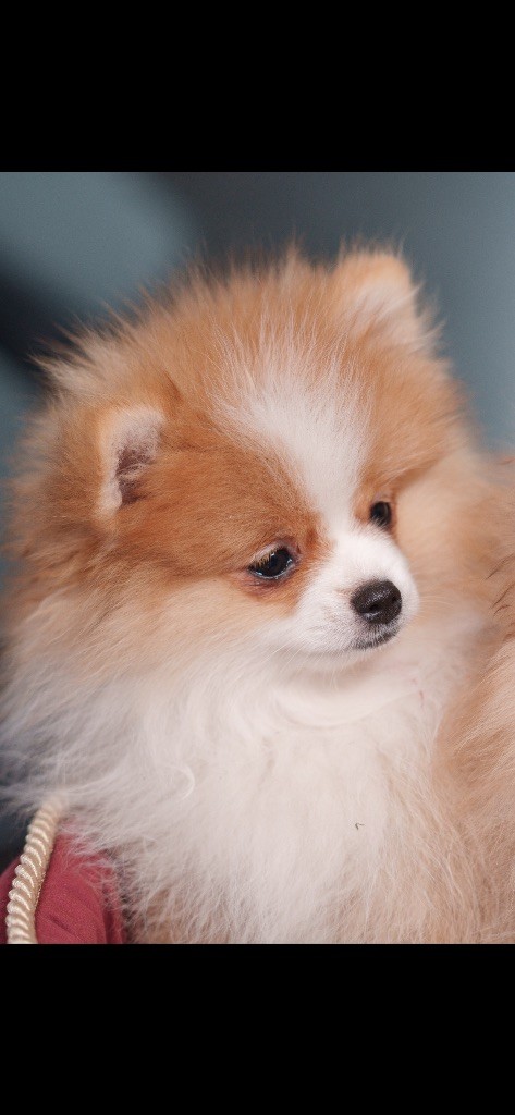 Vitoria Manuela Justo Marques - Available Puppies - Spitz allemand