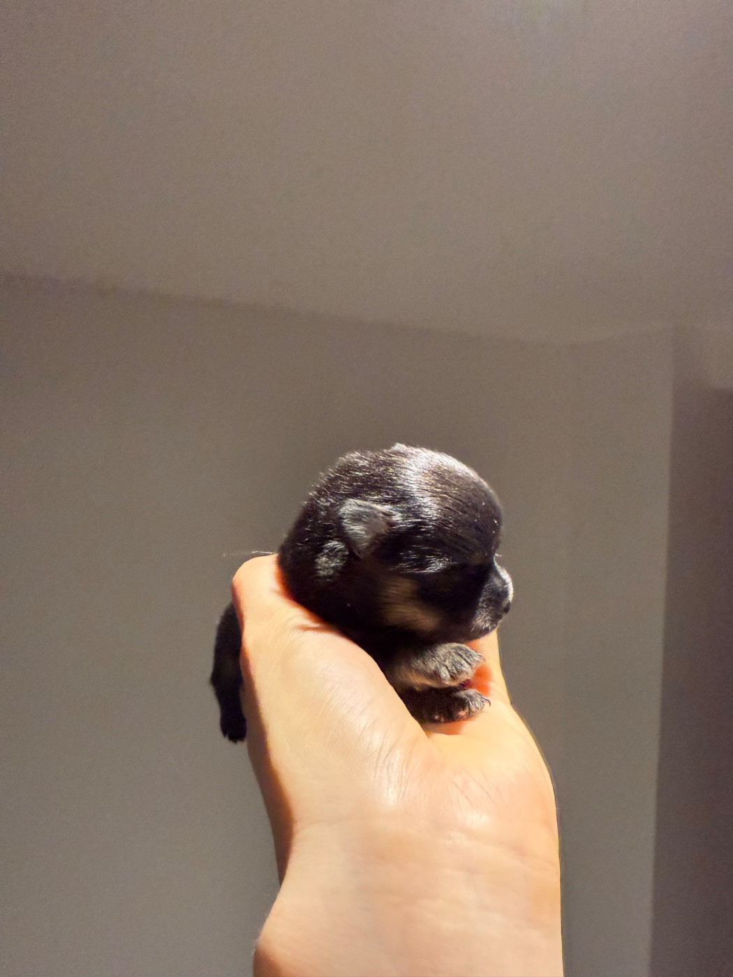 des Flocons de Soie Dore - Chiots disponibles - Spitz allemand