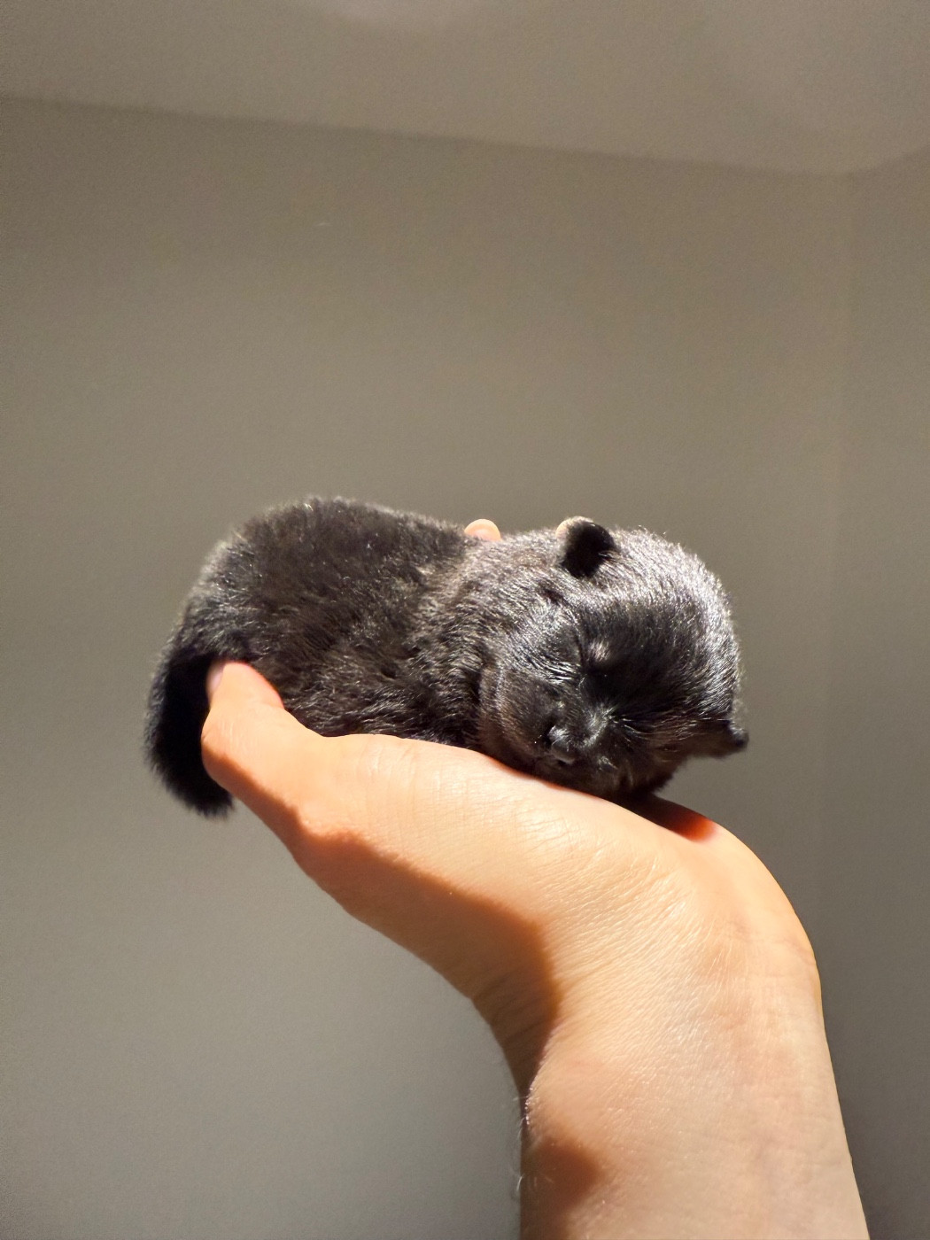 des Flocons de Soie Dore - Chiots disponibles - Spitz allemand