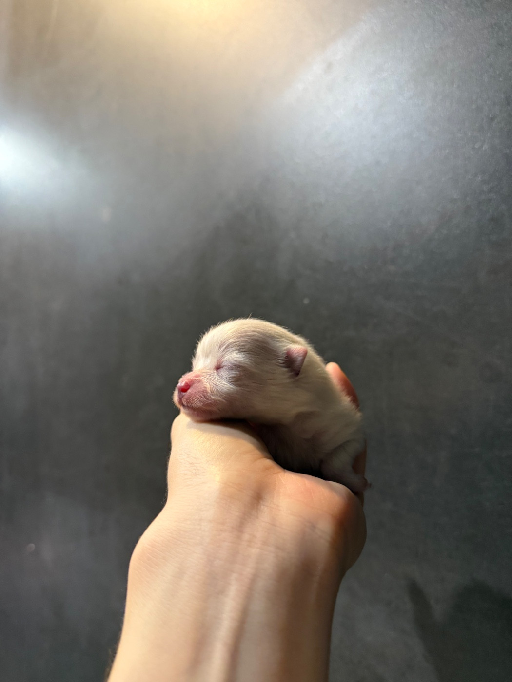 des Flocons de Soie Dore - Chiots disponibles - Spitz allemand