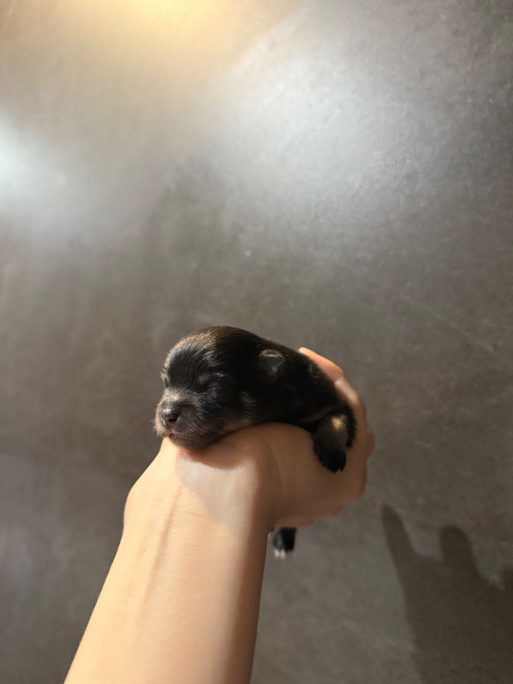 des Flocons de Soie Dore - Chiots disponibles - Spitz allemand