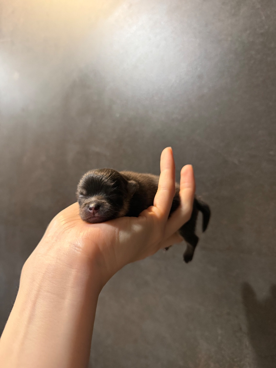 des Flocons de Soie Dore - Chiots disponibles - Spitz allemand