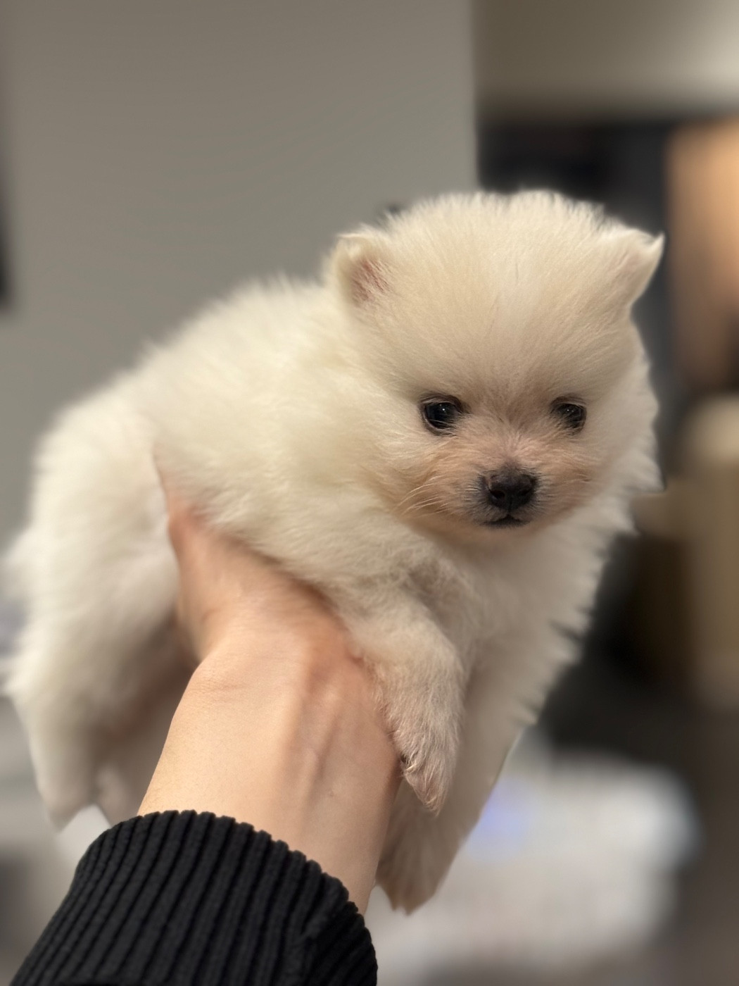 des Flocons de Soie Dore - Chiots disponibles - Spitz allemand