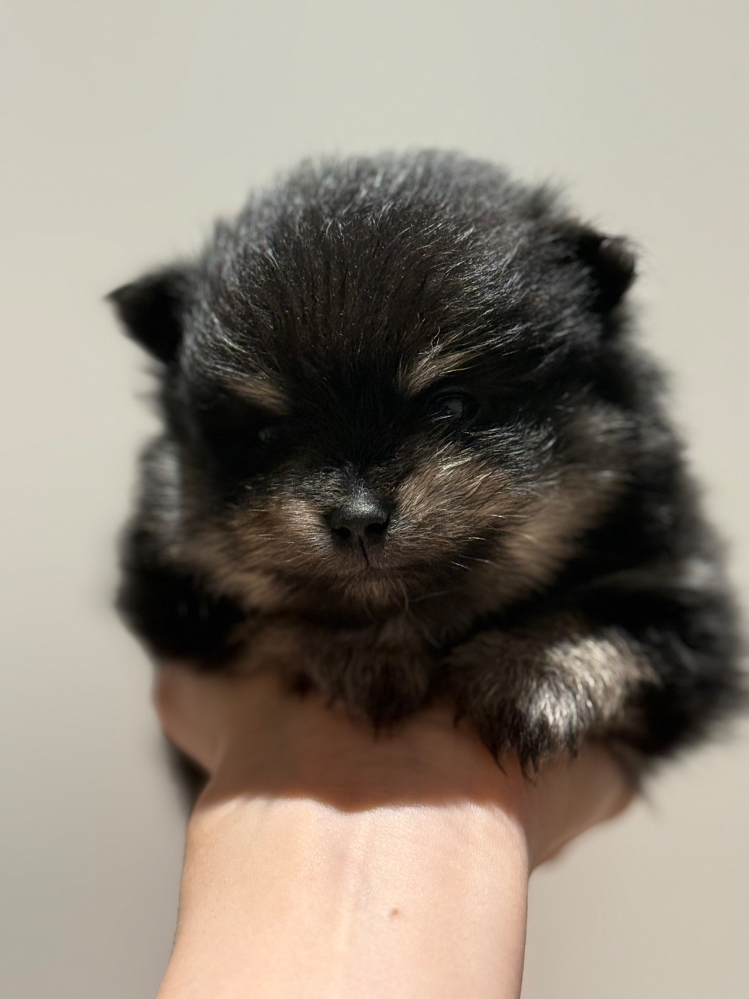 des Flocons de Soie Dore - Chiots disponibles - Spitz allemand