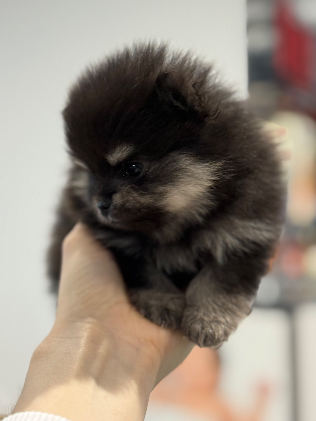 des Flocons de Soie Dore - Chiots disponibles - Spitz allemand