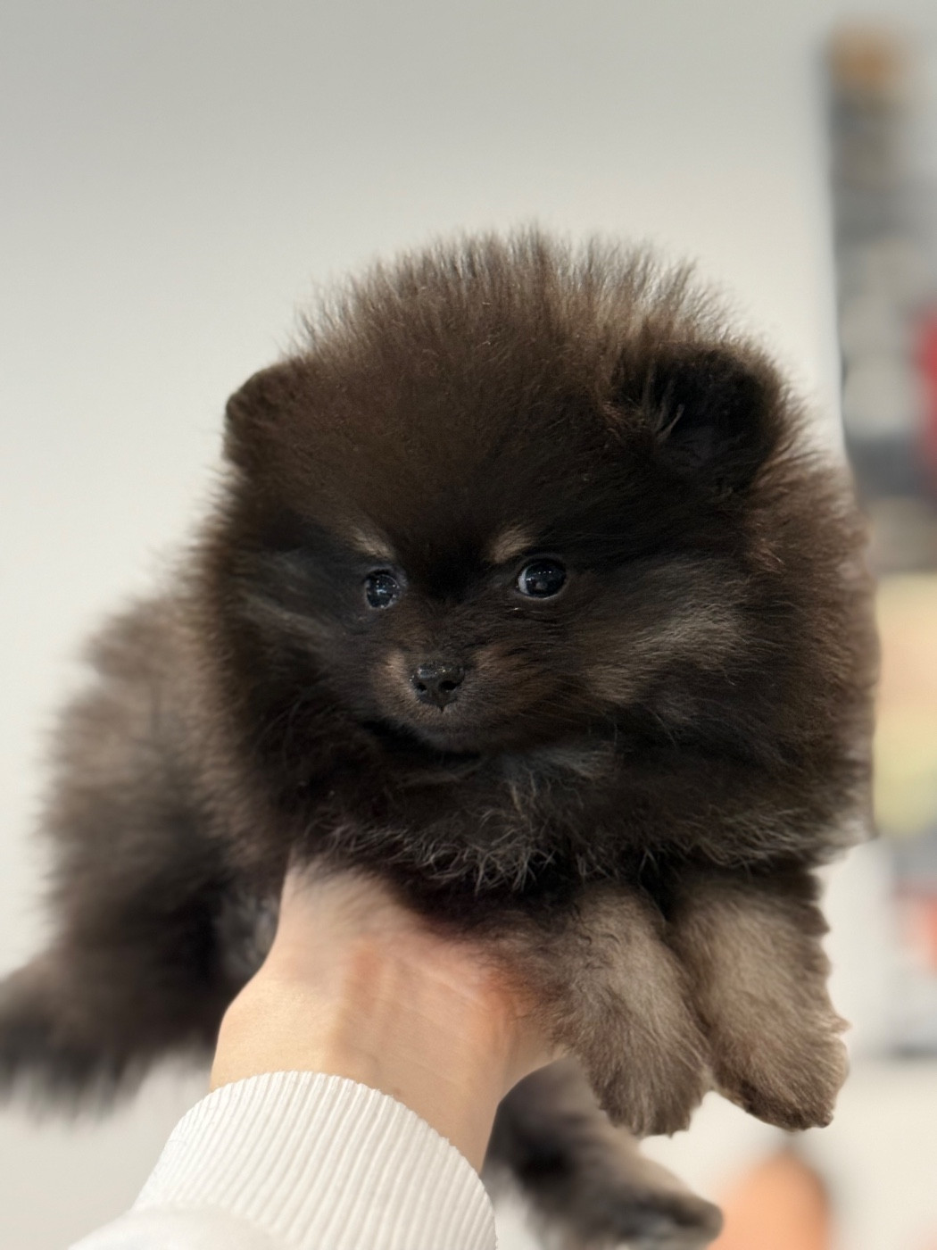 des Flocons de Soie Dore - Chiots disponibles - Spitz allemand