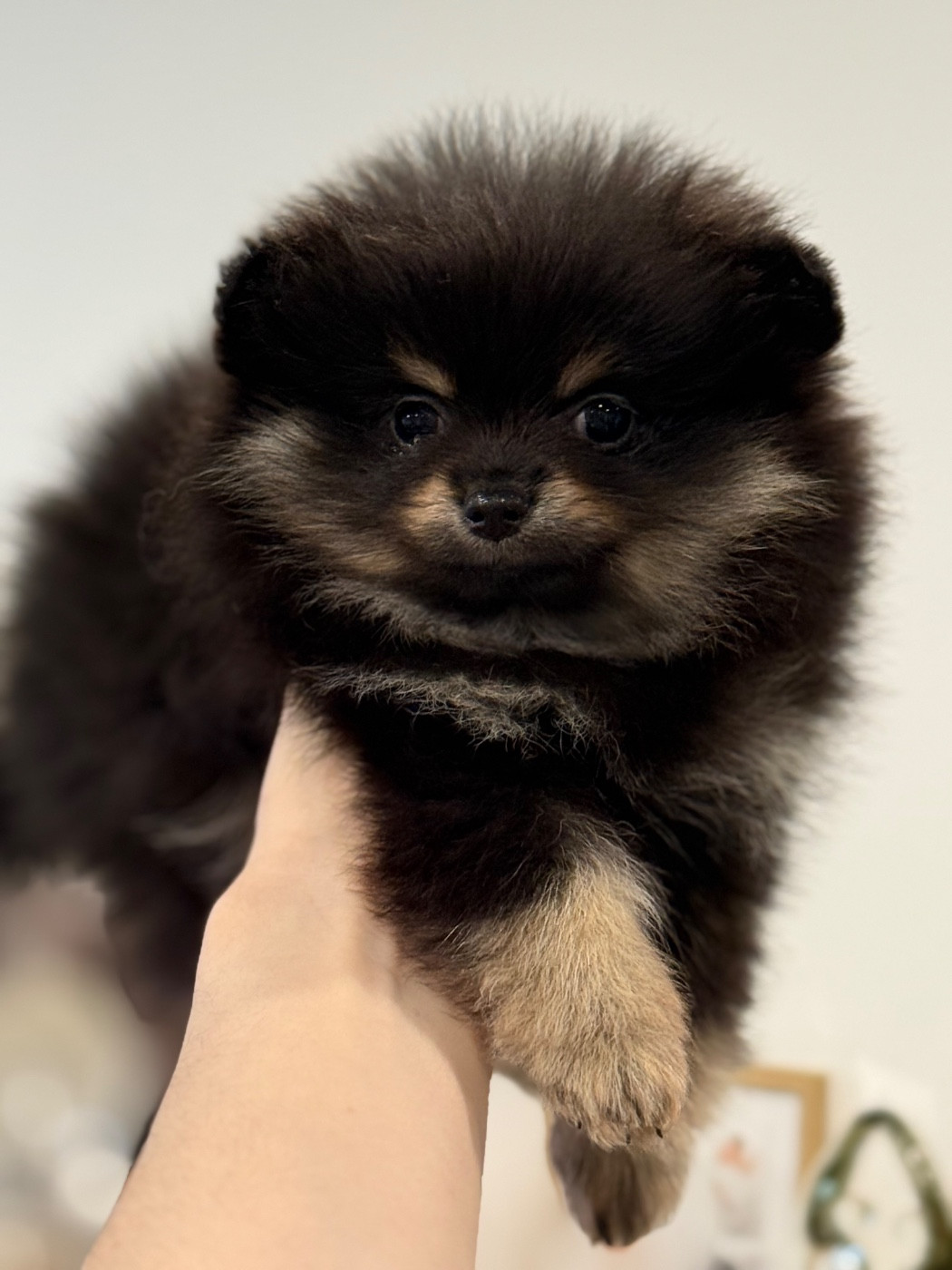 des Flocons de Soie Dore - Chiots disponibles - Spitz allemand