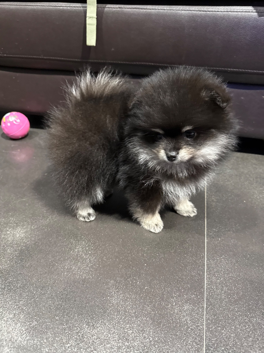 des Flocons de Soie Dore - Chiots disponibles - Spitz allemand