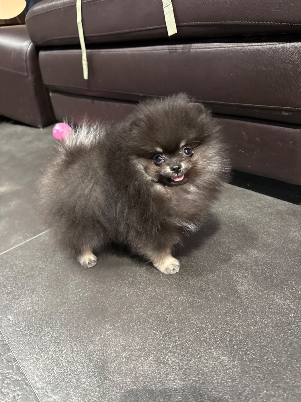 des Flocons de Soie Dore - Chiots disponibles - Spitz allemand