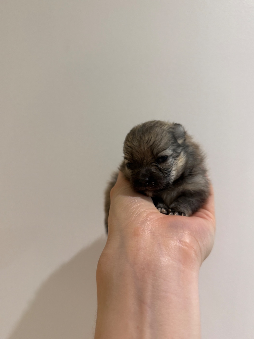 des Flocons de Soie Dore - Chiots disponibles - Spitz allemand