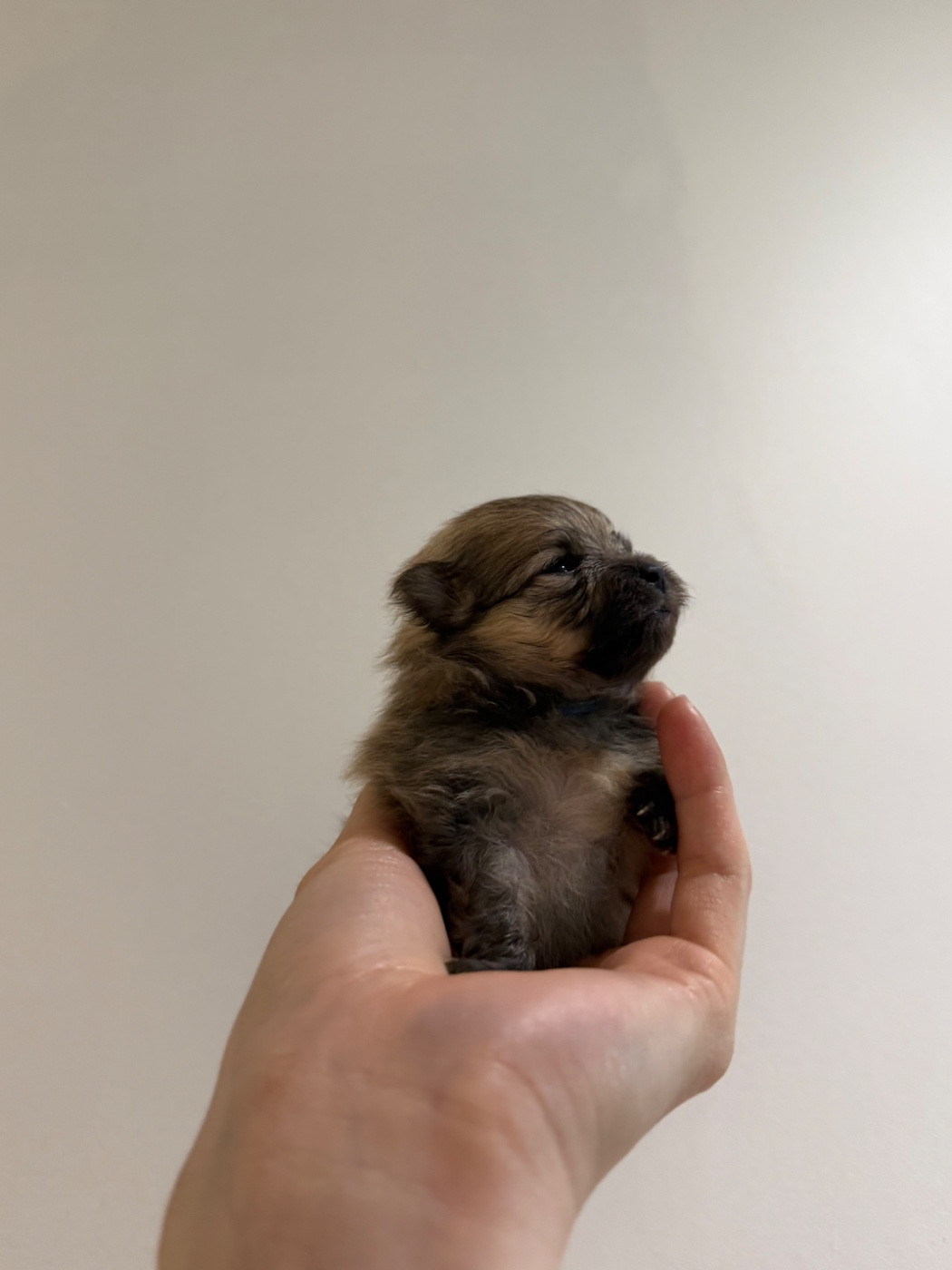 des Flocons de Soie Dore - Chiots disponibles - Spitz allemand