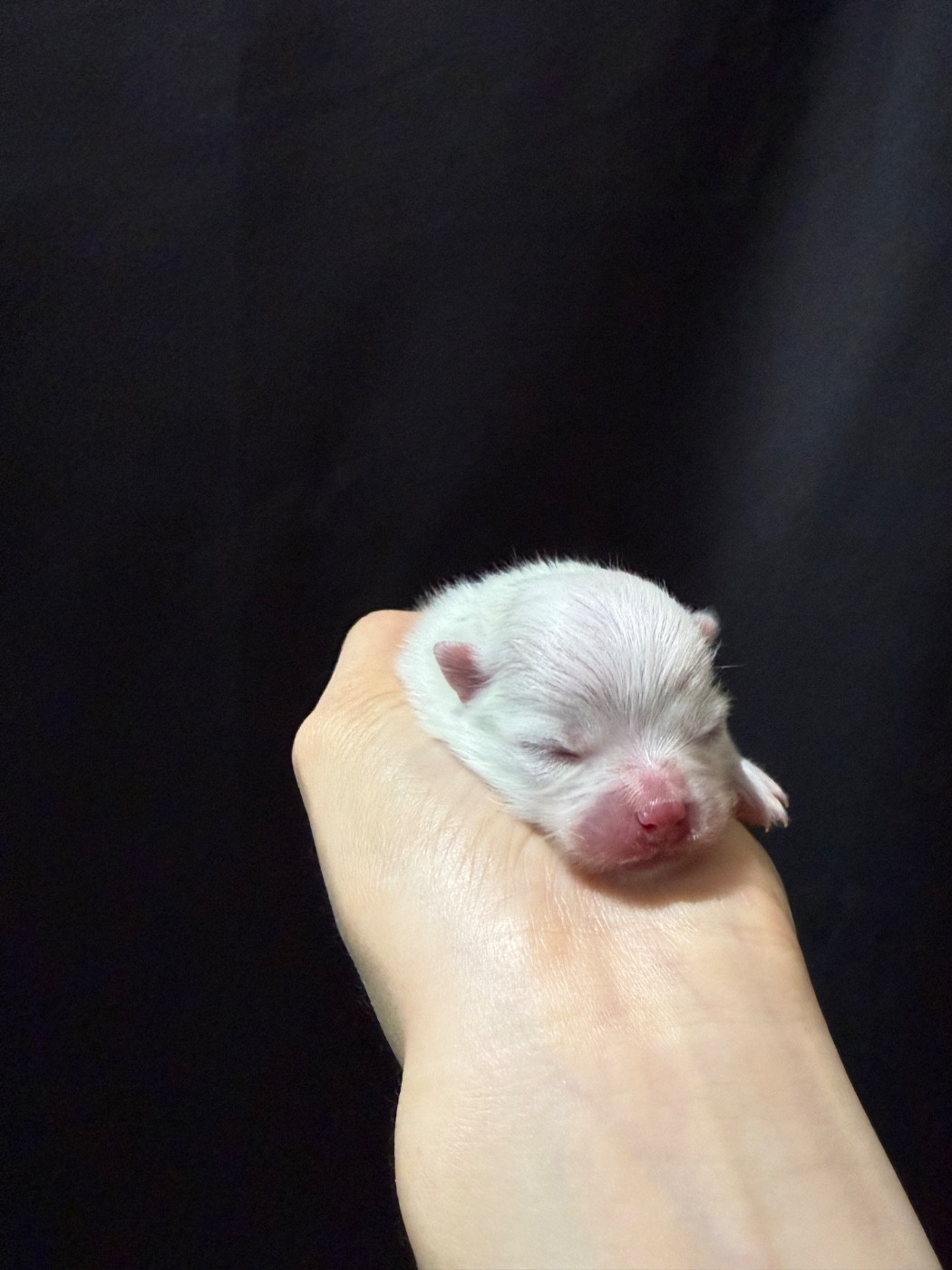 des Flocons de Soie Dore - Chiots disponibles - Spitz allemand