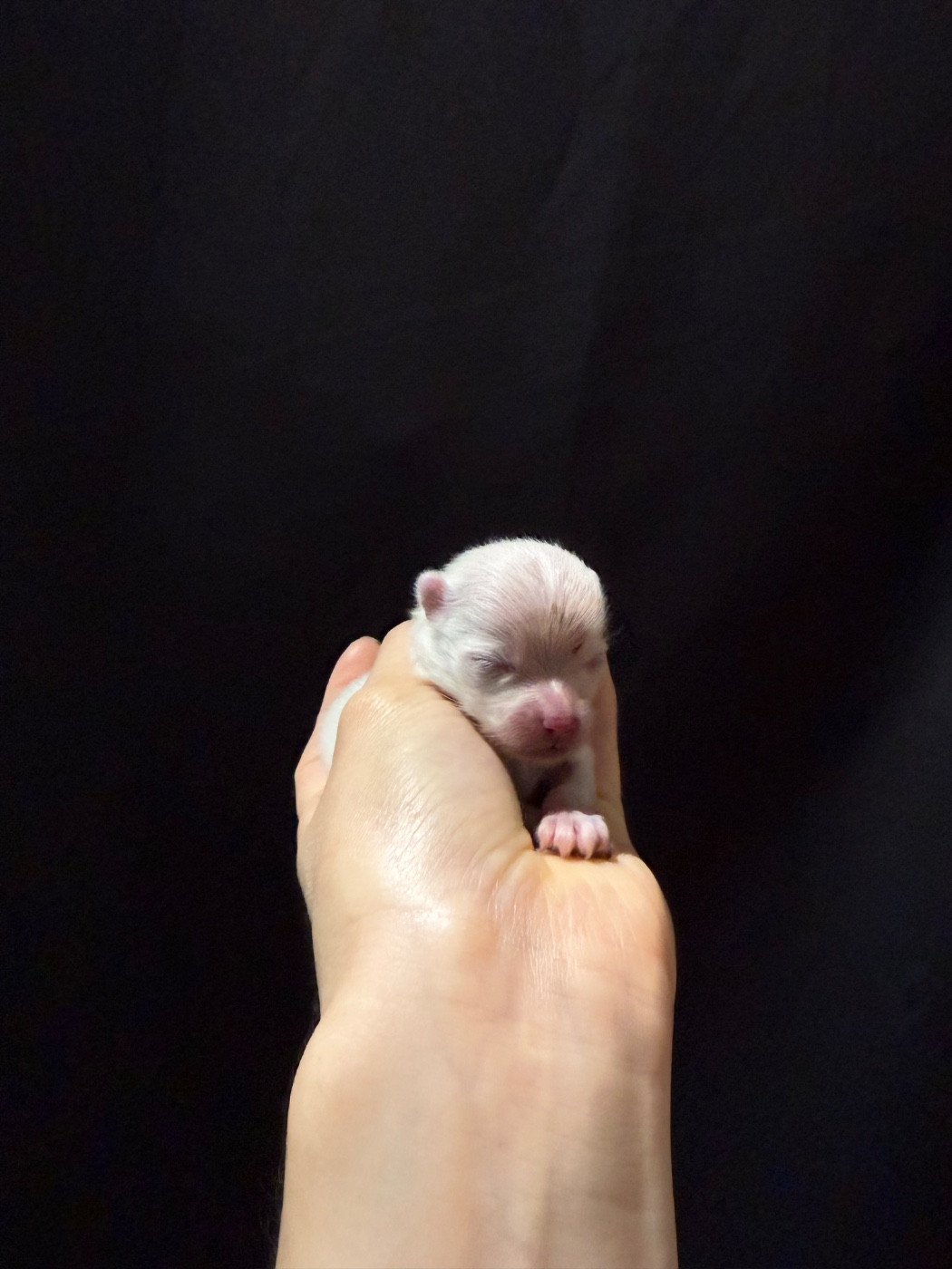 des Flocons de Soie Dore - Chiots disponibles - Spitz allemand