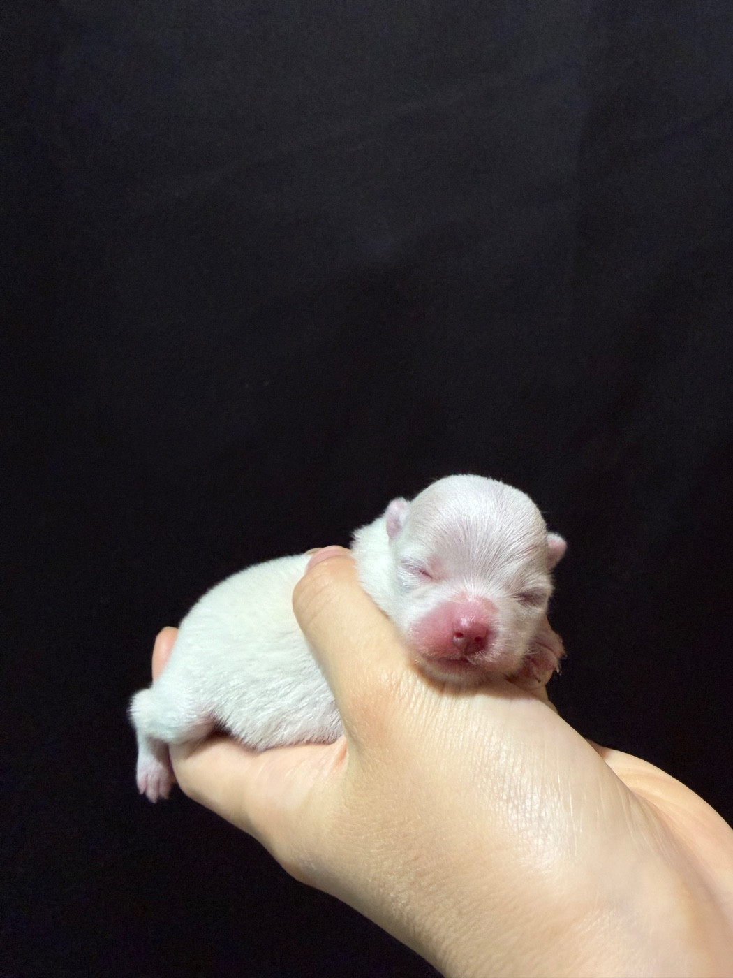 des Flocons de Soie Dore - Chiots disponibles - Spitz allemand