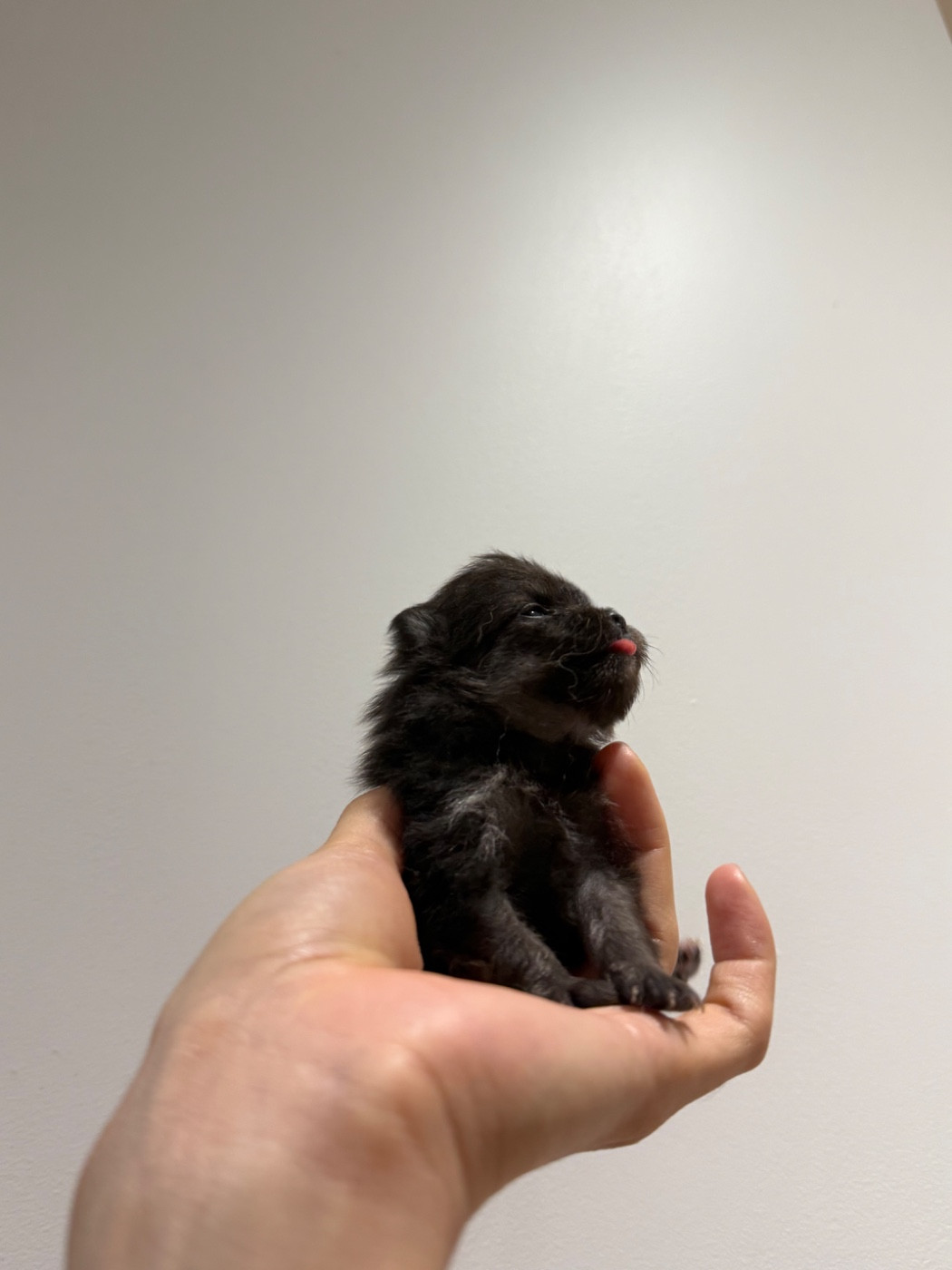 des Flocons de Soie Dore - Chiots disponibles - Spitz allemand