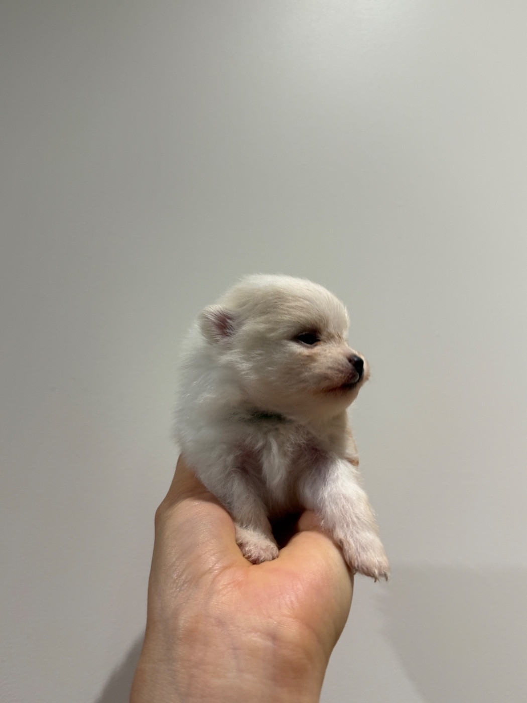 des Flocons de Soie Dore - Chiots disponibles - Spitz allemand