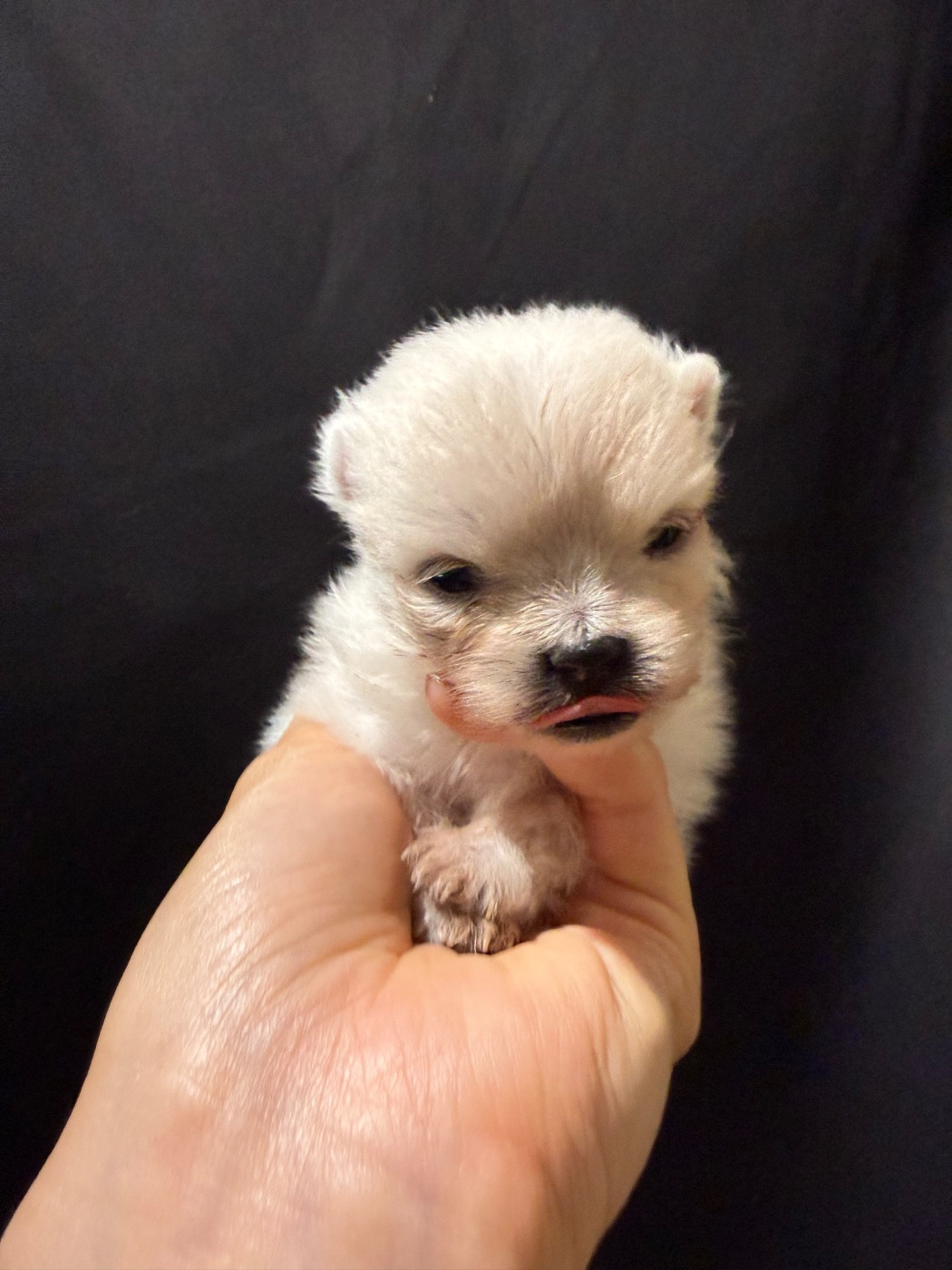 des Flocons de Soie Dore - Chiots disponibles - Spitz allemand