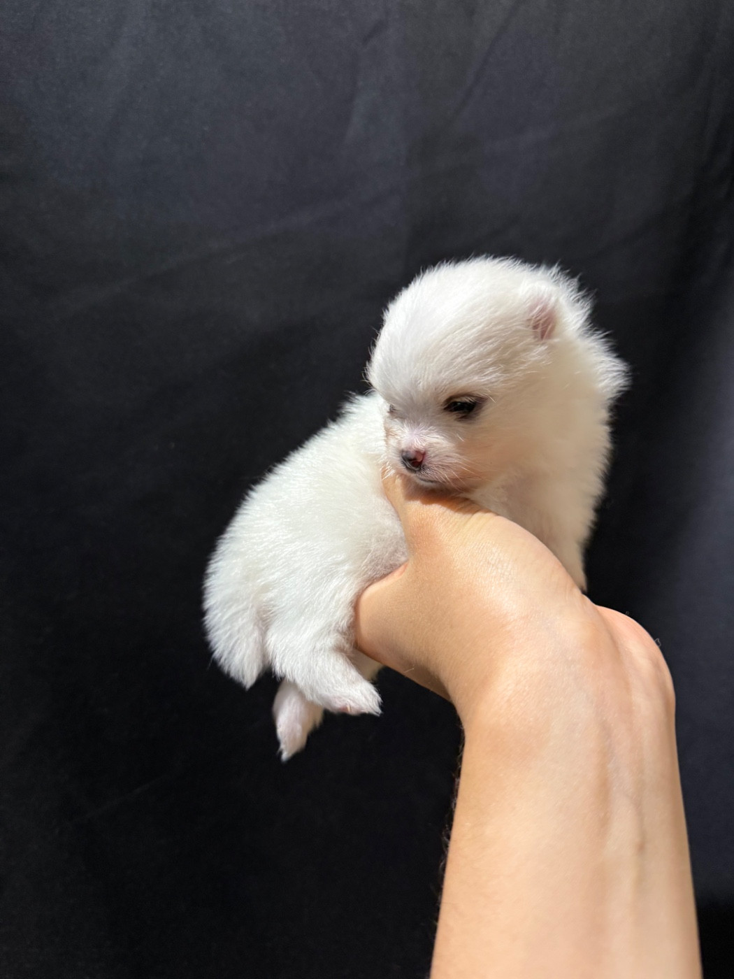 des Flocons de Soie Dore - Chiots disponibles - Spitz allemand