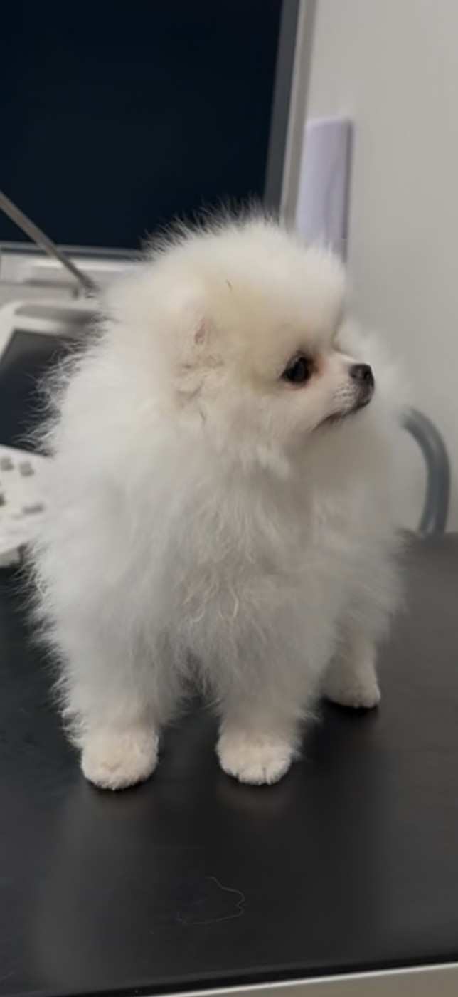 des Flocons de Soie Dore - Chiots disponibles - Spitz allemand