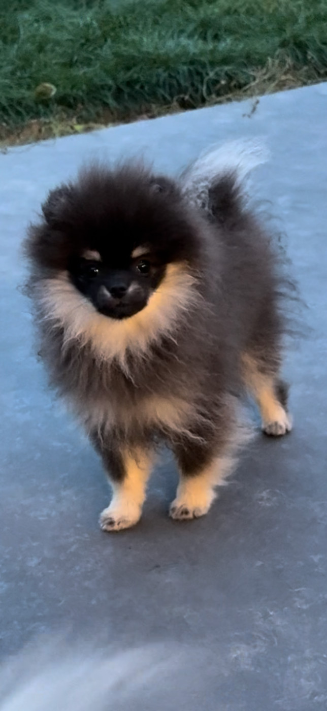 des Flocons de Soie Dore - Chiots disponibles - Spitz allemand