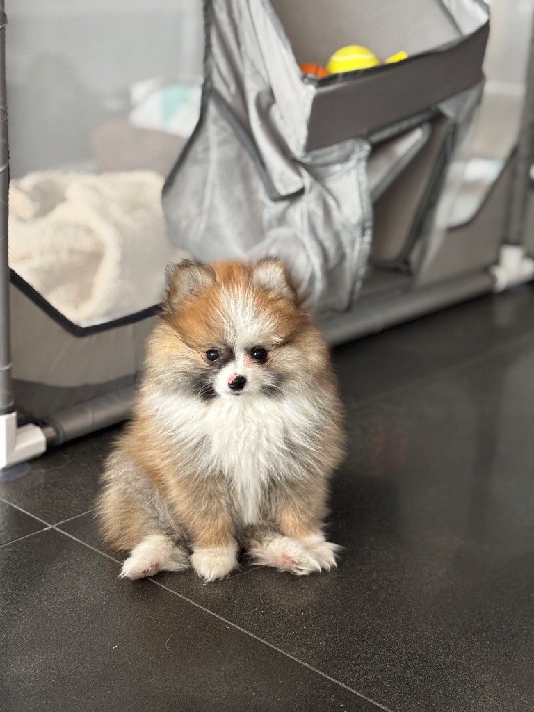 Vitoria Manuela Justo Marques - Chiots disponibles - Spitz allemand