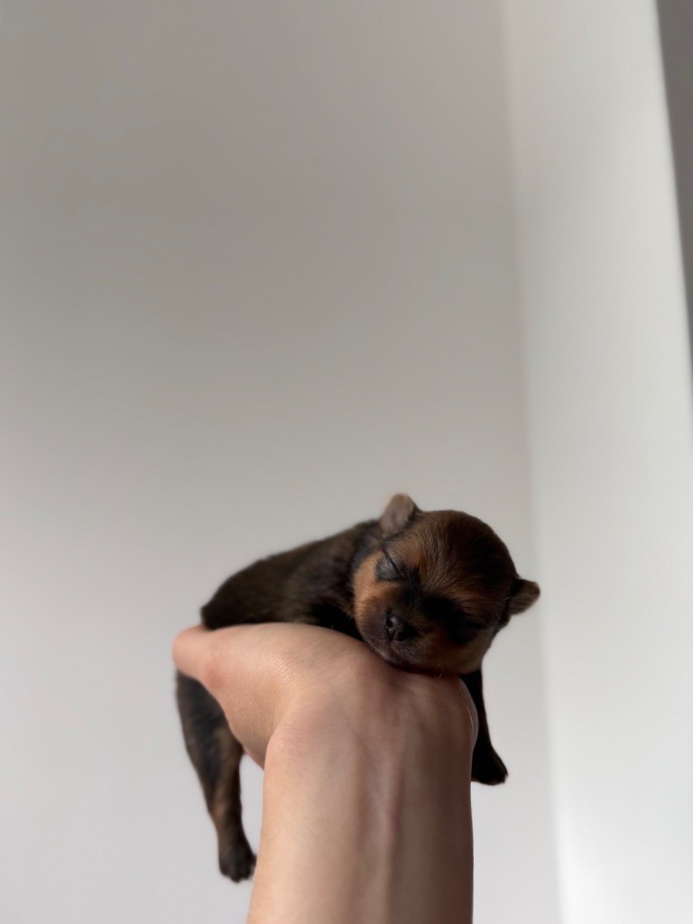 Vitoria Manuela Justo Marques - Chiots disponibles - Spitz allemand