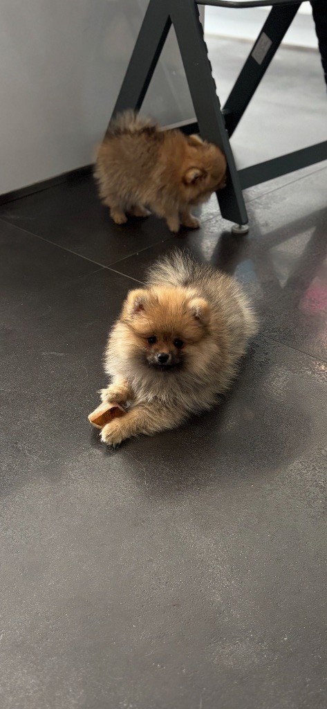 Vitoria Manuela Justo Marques - Chiots disponibles - Spitz allemand