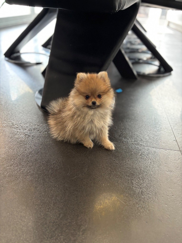 Vitoria Manuela Justo Marques - Chiots disponibles - Spitz allemand