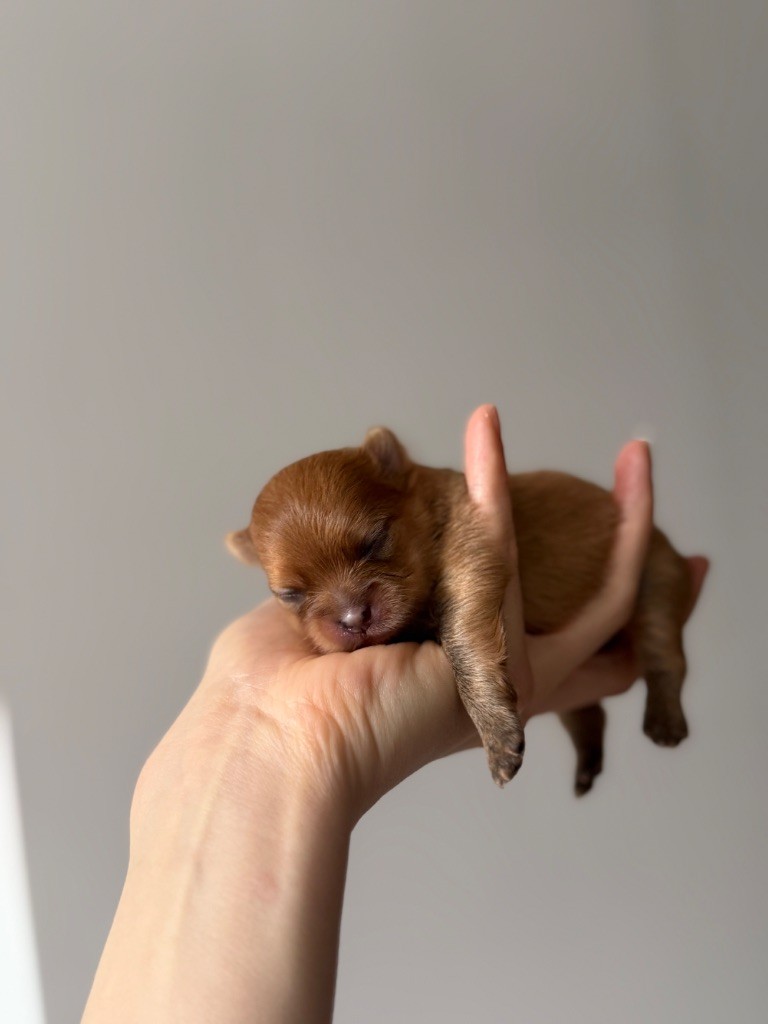 Vitoria Manuela Justo Marques - Chiots disponibles - Spitz allemand