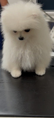 Bianca.
