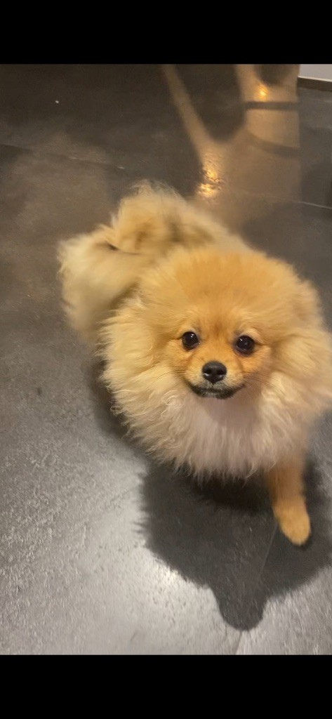Vitoria Manuela Justo Marques - Chiots disponibles - Spitz allemand