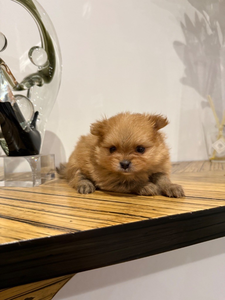 des Flocons de Soie Dore - Chiots disponibles - Spitz allemand