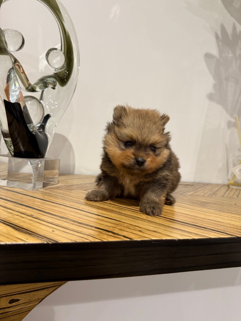 des Flocons de Soie Dore - Spitz allemand - Portée née le 19/09/2025