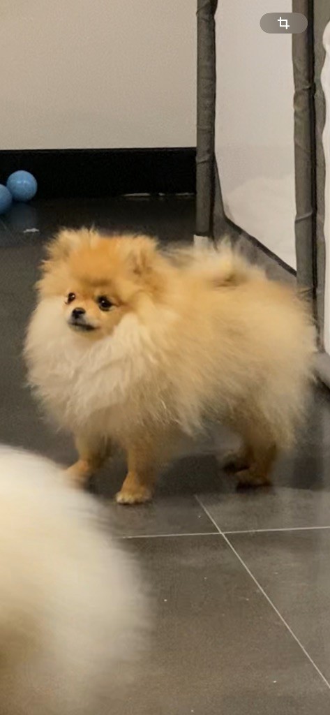 Vitoria Manuela Justo Marques - Chiots disponibles - Spitz allemand