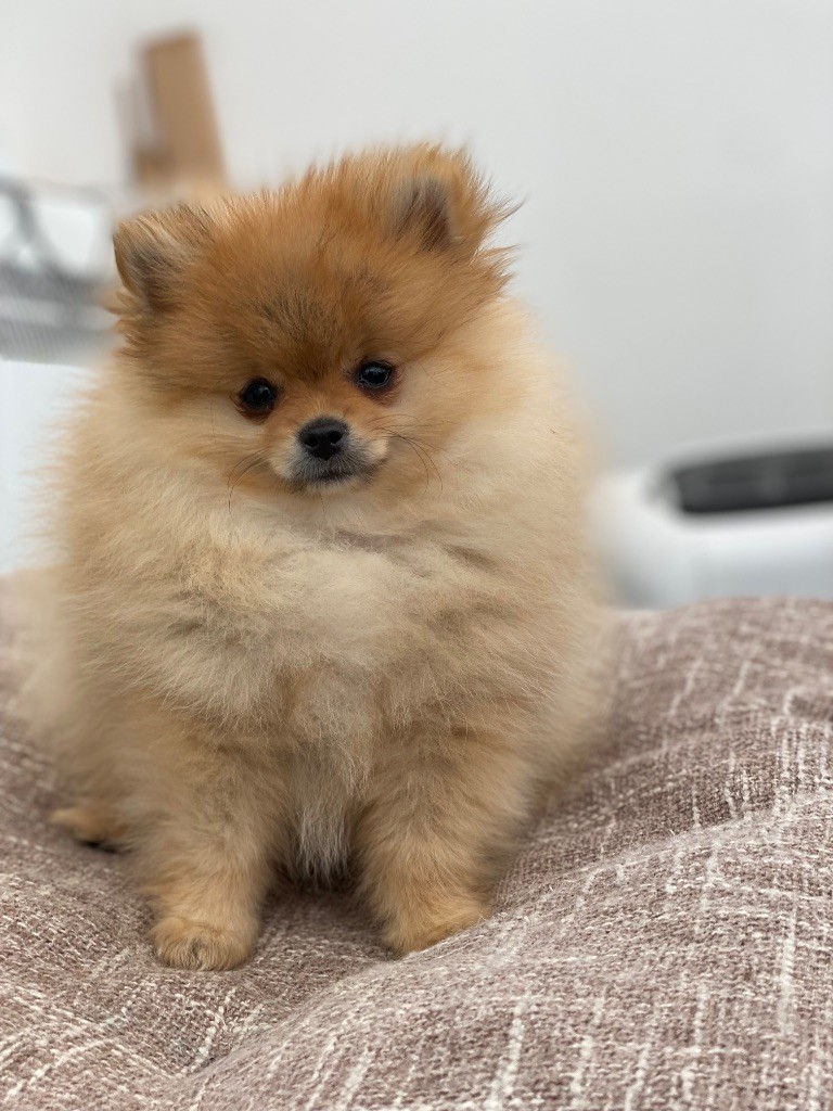 Vitoria Manuela Justo Marques - Chiots disponibles - Spitz allemand